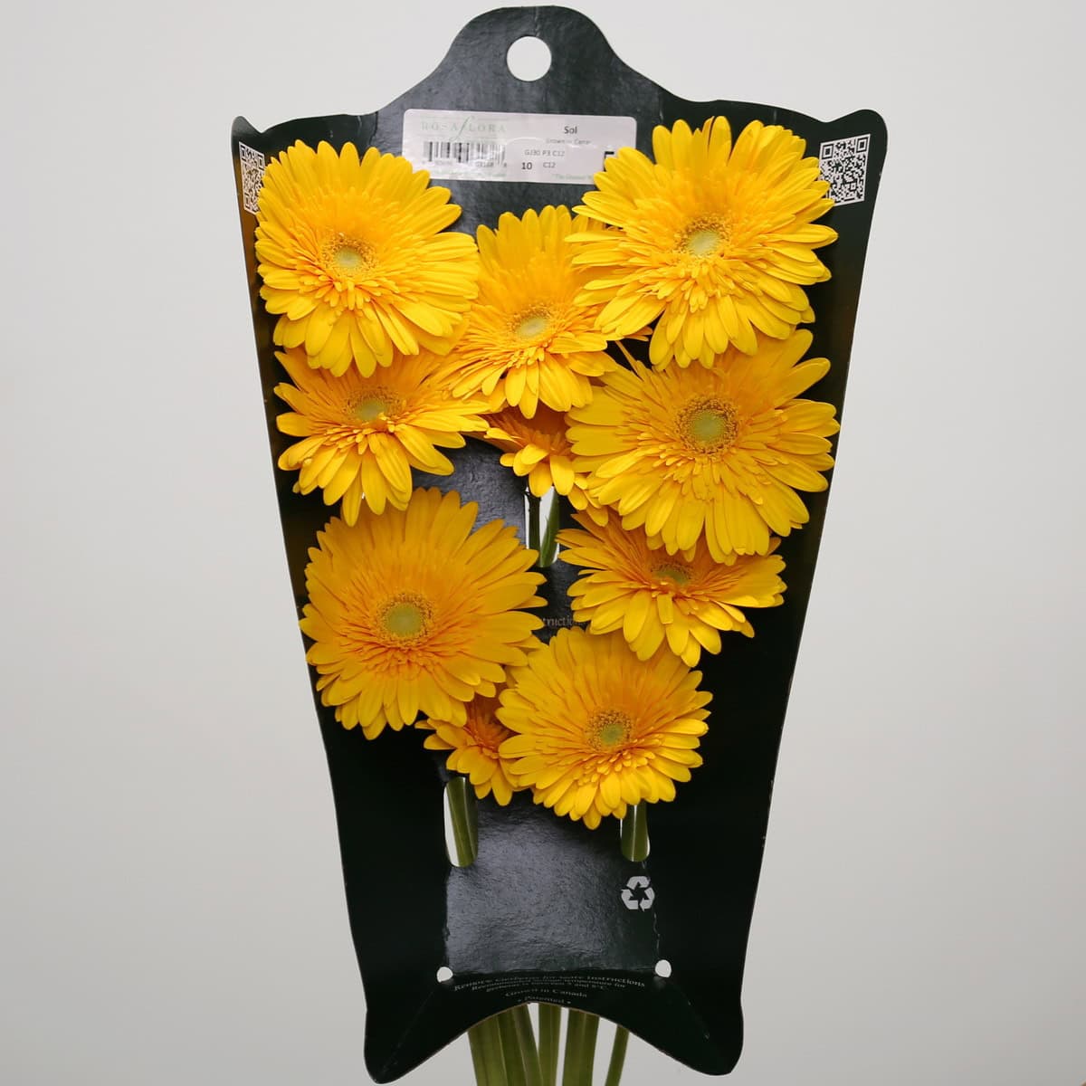 Bunch of Gerbera Sol flowers presented in a grower sleeve with bright yellow blooms.
