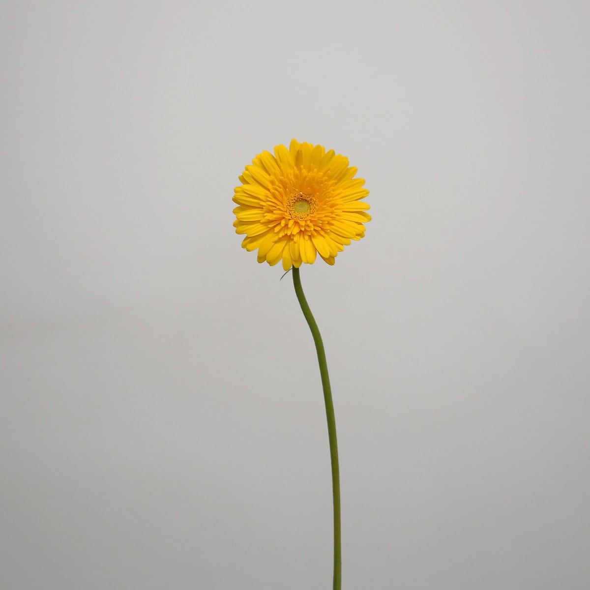 Single stem of Gerbera Sol with a bright yellow bloom and long green stem.
