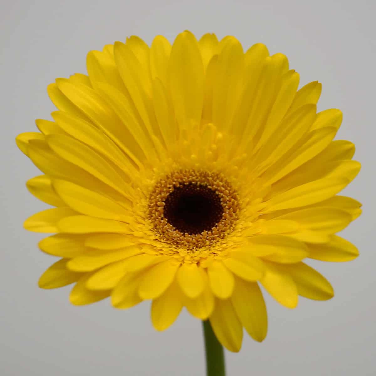 Closeup view of a Gerbera Tess bloom.