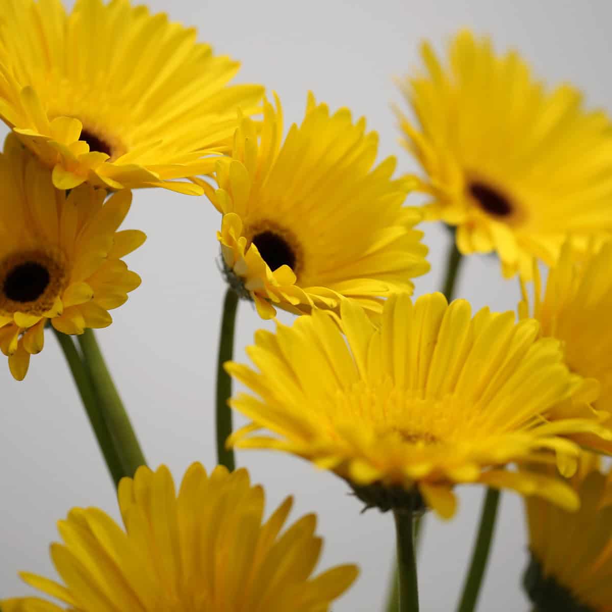 Cluster of Gerbera Tess yellow gerbera flowers with vibrant blooms and long stems.