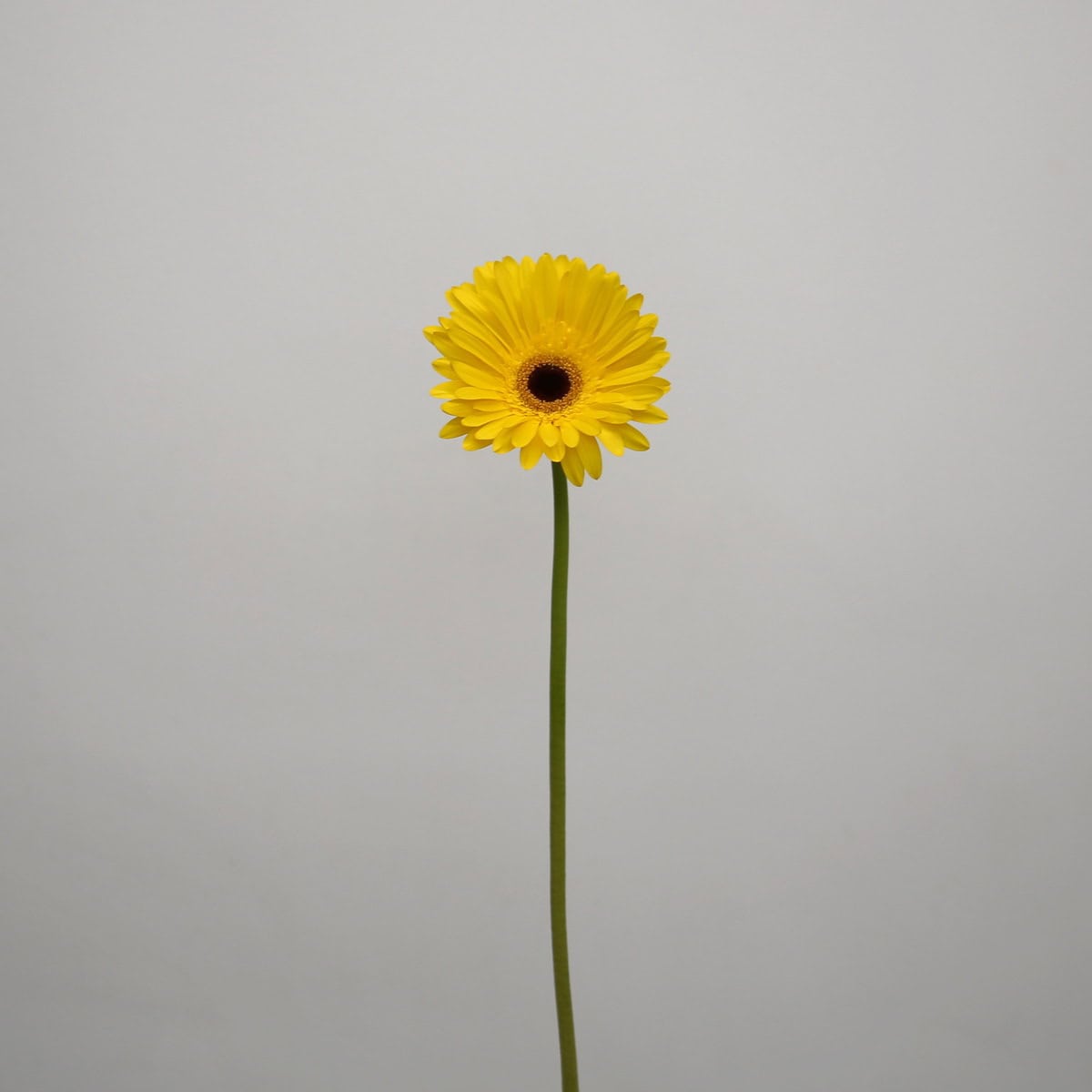 Single stem Gerbera Tess flower with bright yellow petals and dark center.
