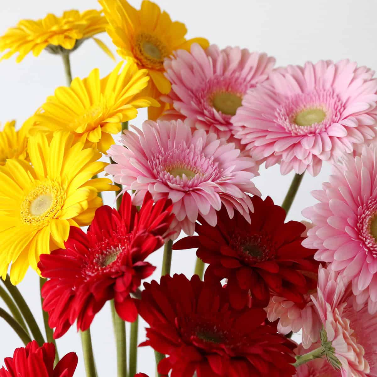Close-up of assorted standard gerberas showing red, yellow, and pink premium gerbera blooms.