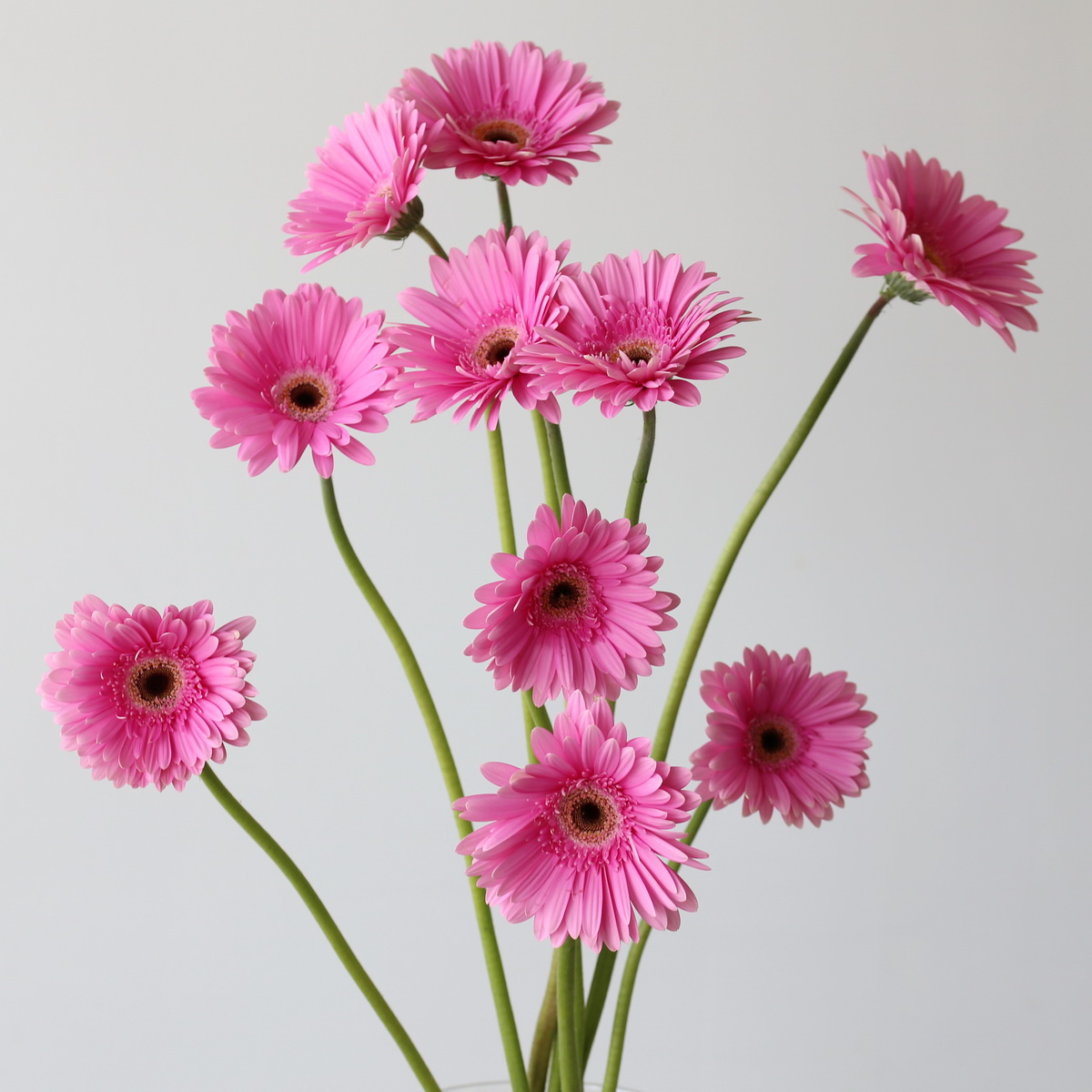 Dreamer Pink Gerberas arranged in a bouquet featuring vibrant pink blooms for weddings, events, and DIY floral arrangements.