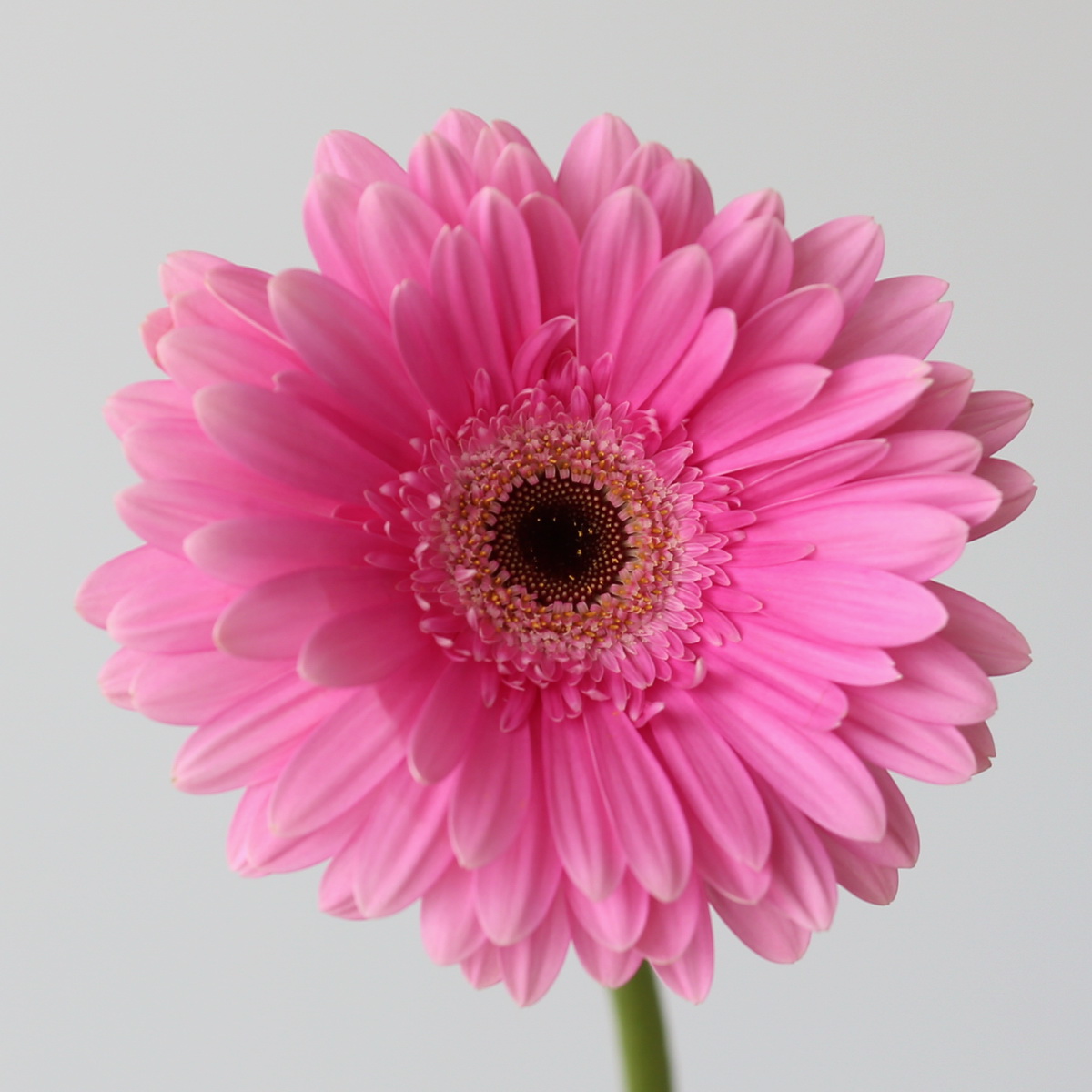 Close-up of a Dreamer Pink Gerbera showcasing its vibrant pink petals and detailed center.