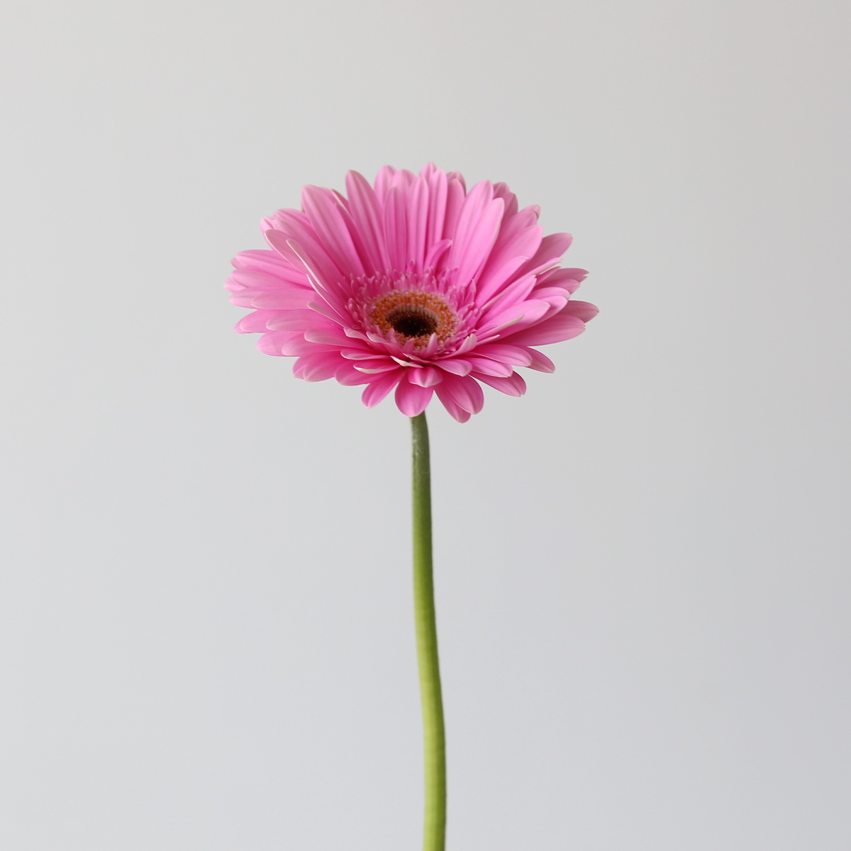 Single Dreamer Pink Gerbera flower with a long stem, sold as part of bulk gerbera bunches.
