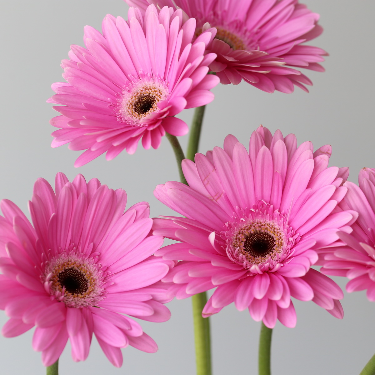 Dreamer Pink Gerberas arranged together showing multiple vibrant pink blooms.