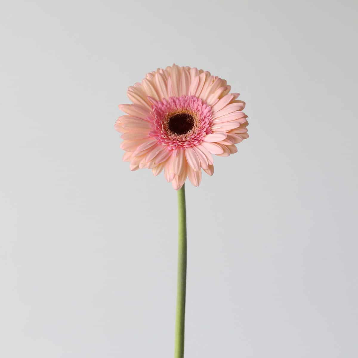 Gerbera Alliance soft blush pink bulk flower single stem