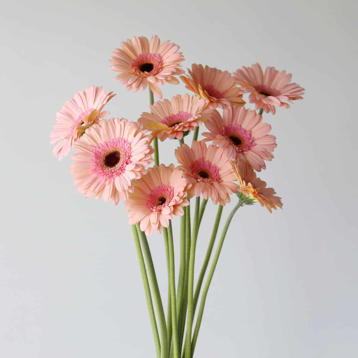 Gerbera Alliance (10 stems)