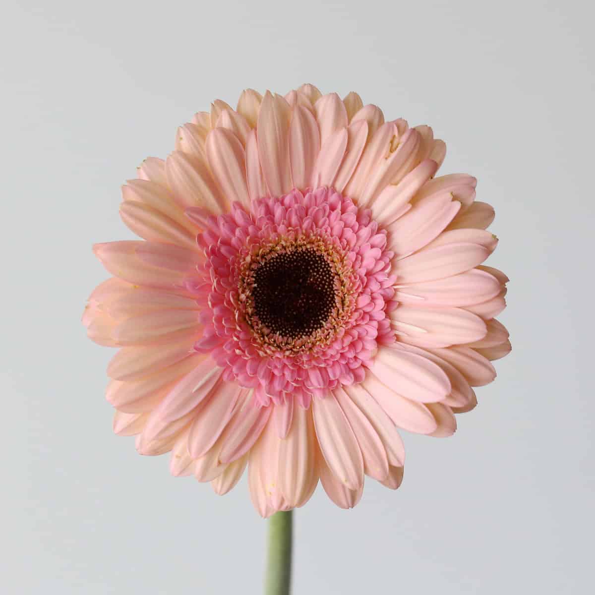 Close-up of Gerbera Alliance blush pink gerbera flower