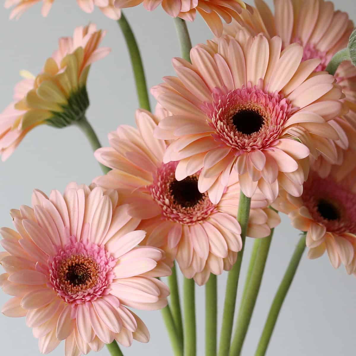 Gerbera Alliance soft blush pink gerberas arranged for DIY wedding flowers