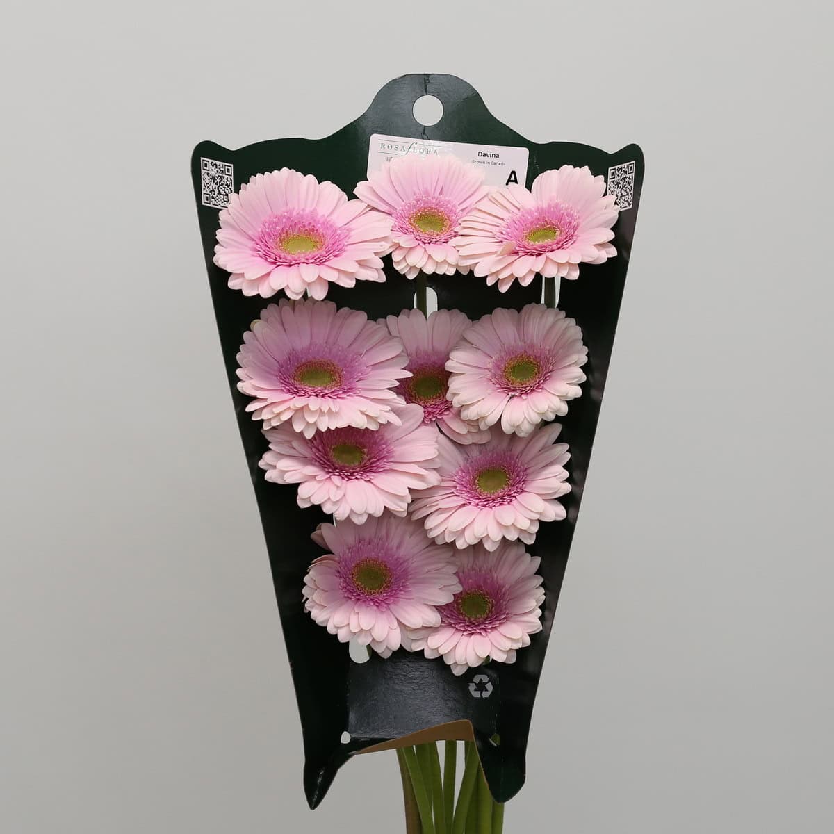 Bunch of 10 pale pink Gerbera Davina flowers fresh from the farm.