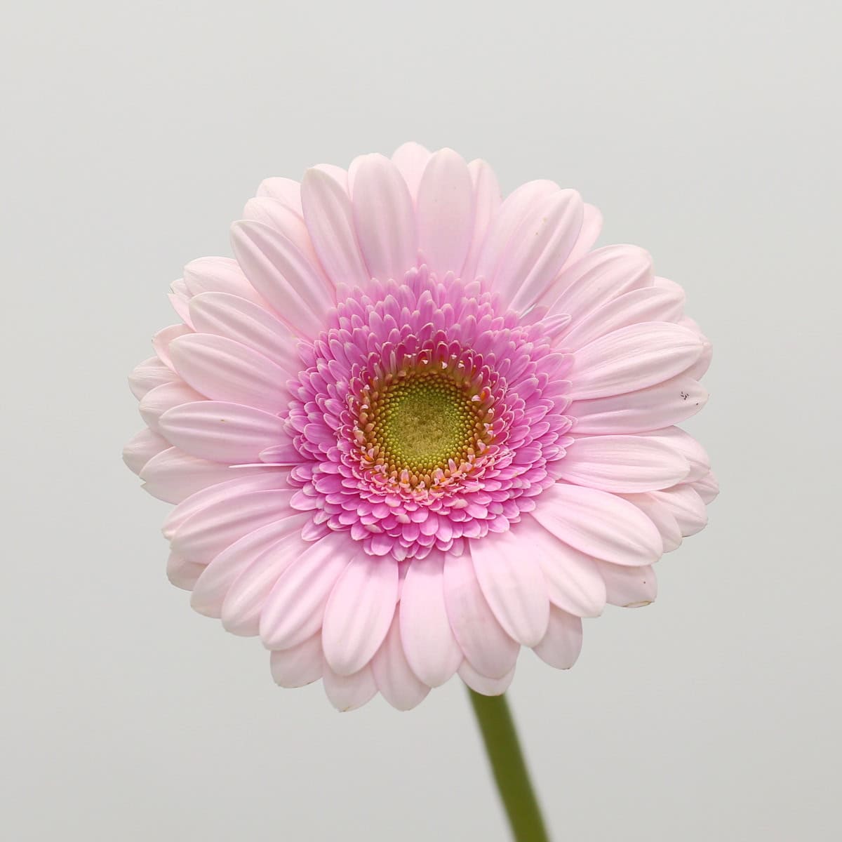 Close-up of a pale pink Gerbera Davina flower with a soft pink center.