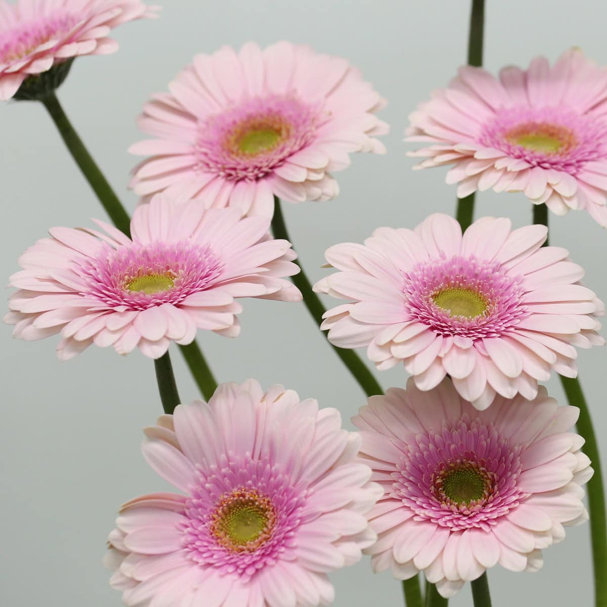 Detailed view of pale pink Gerbera Davina flowers.