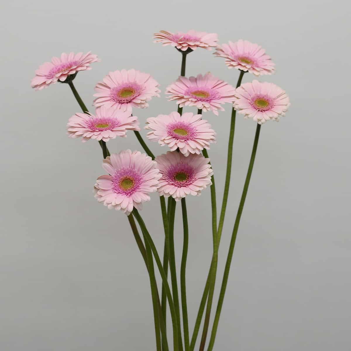 Several pale pink Gerbera Davina flowers arranged together.