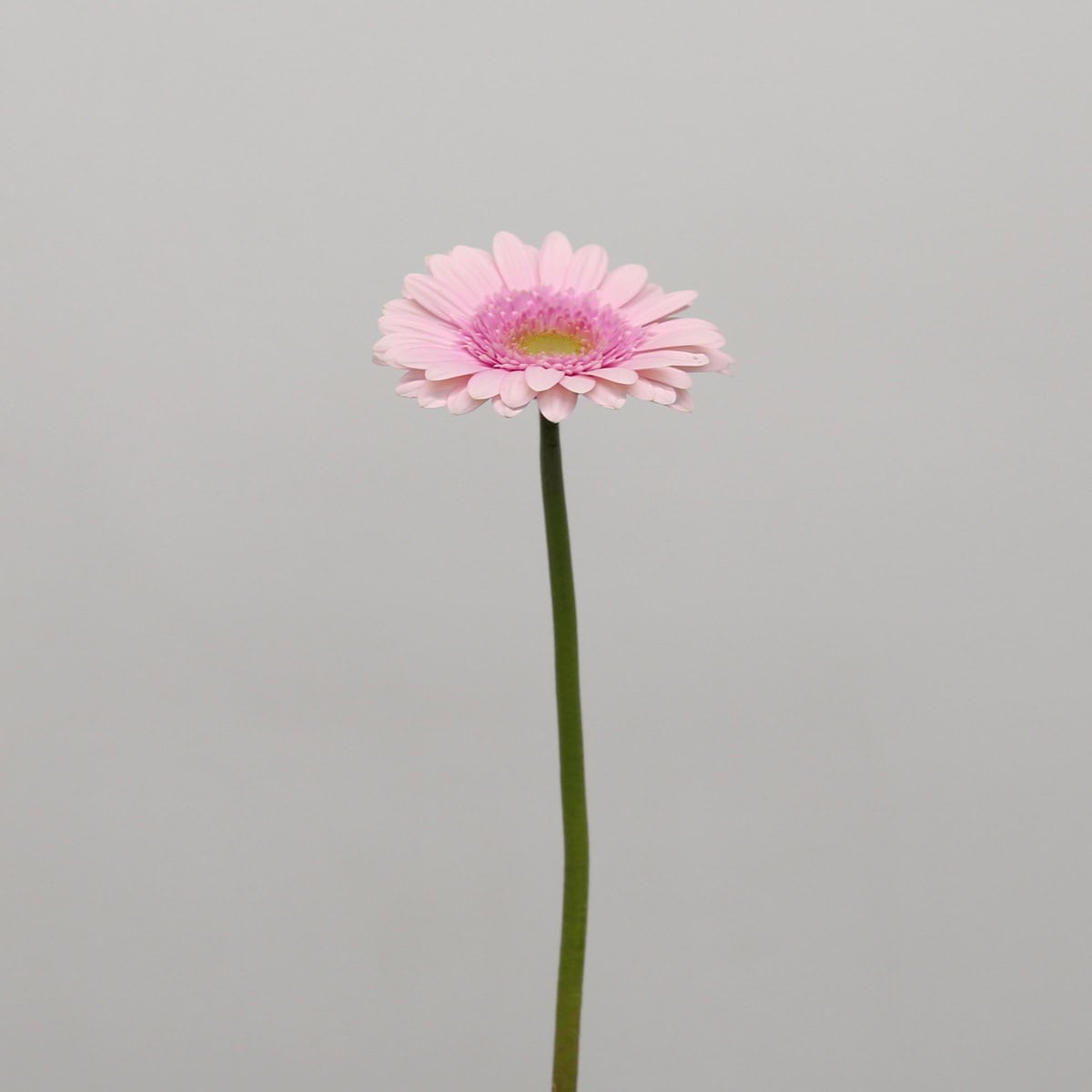 Single stem of a pale pink Gerbera Davina flower.