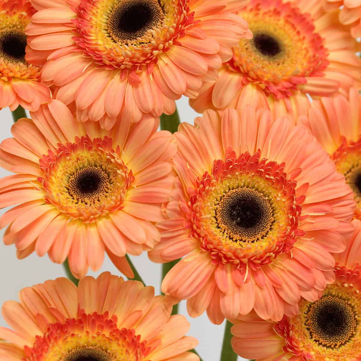 Close-up of Gerbera Dino flowers featuring soft peach petals, coral-orange centers, golden rings, and dark eyes.