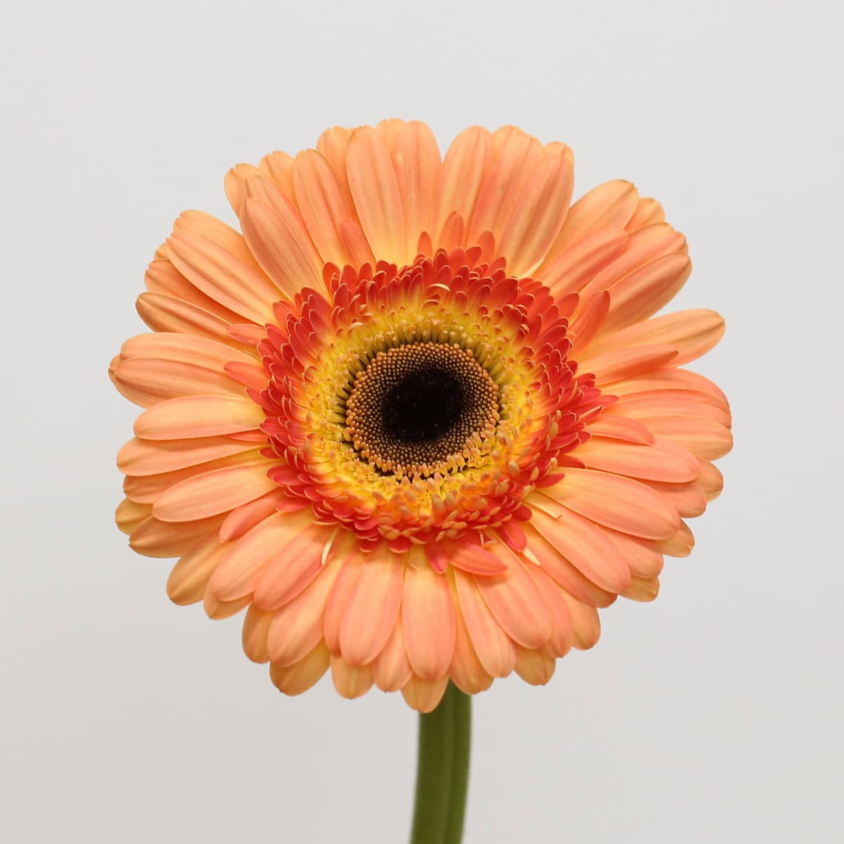 Close-up of Gerbera Dino blooms showing peach petals, orange rings, golden centers, and dark eyes.