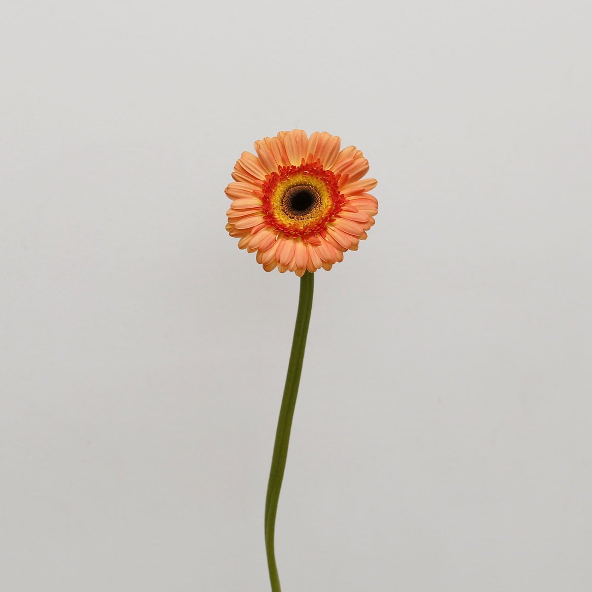 Single Gerbera Dino peach flower on a green stem against a light background.