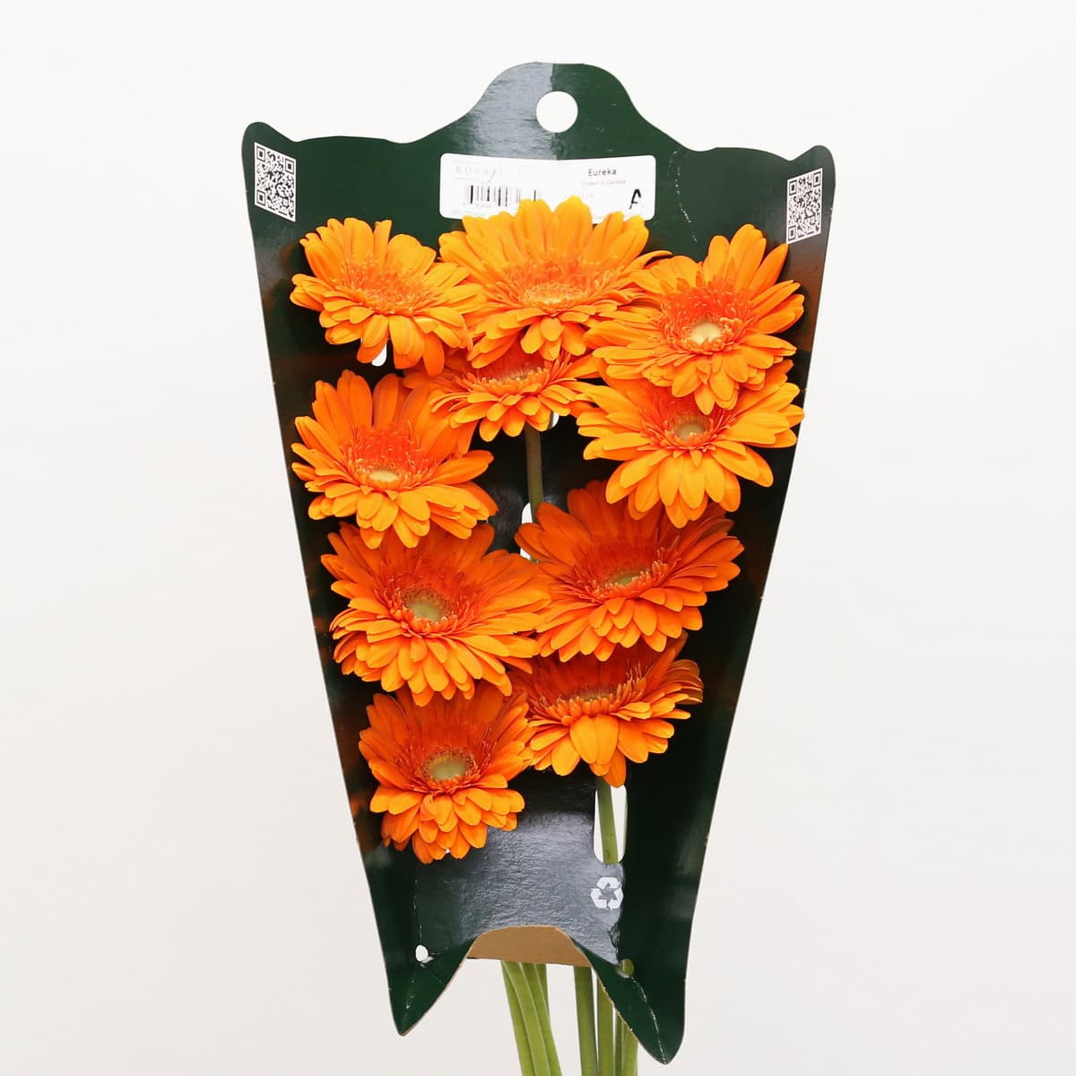 Bunch of Gerbera Eureka orange gerbera daisies in protective sleeve