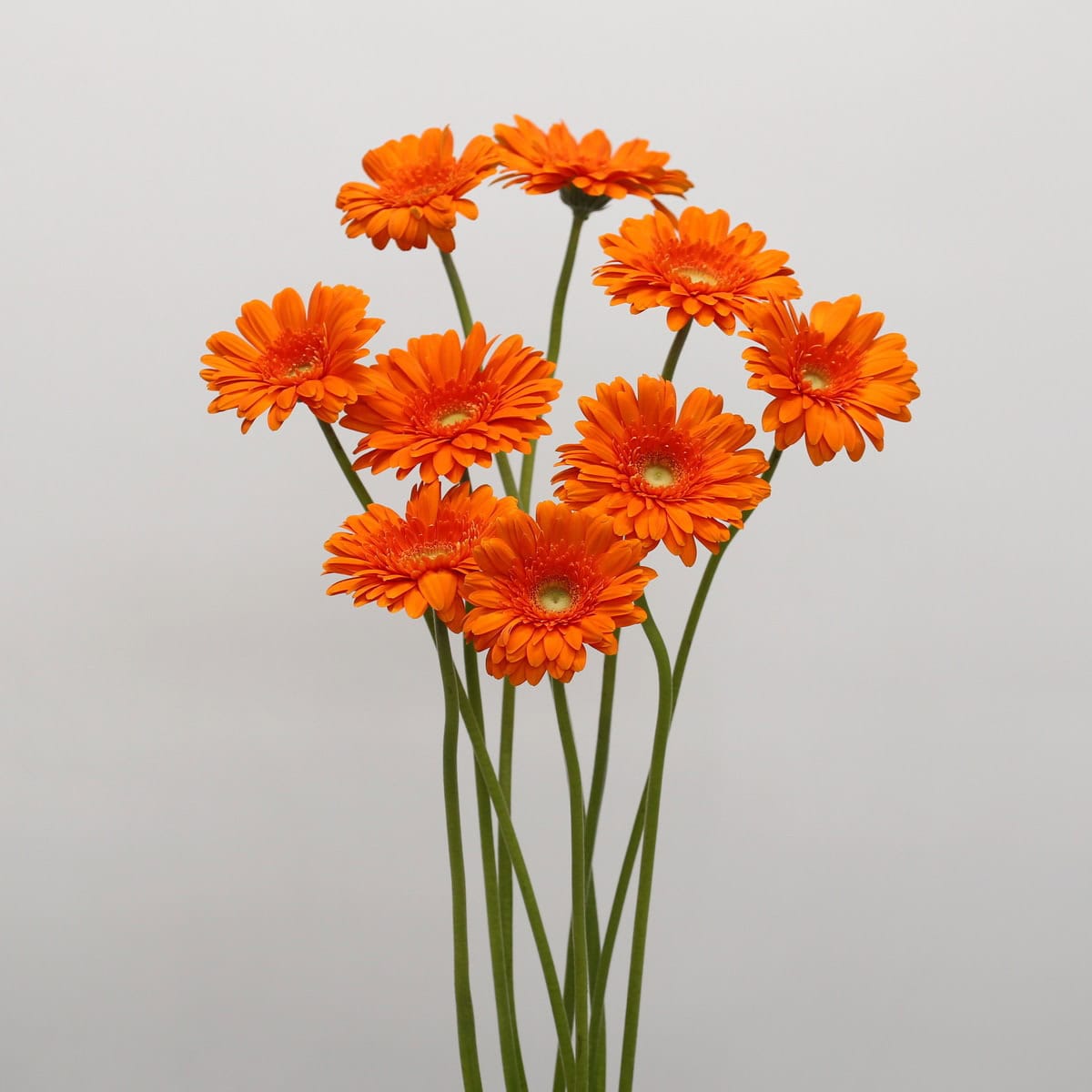 Bunch of Gerbera Eureka orange gerbera daisies