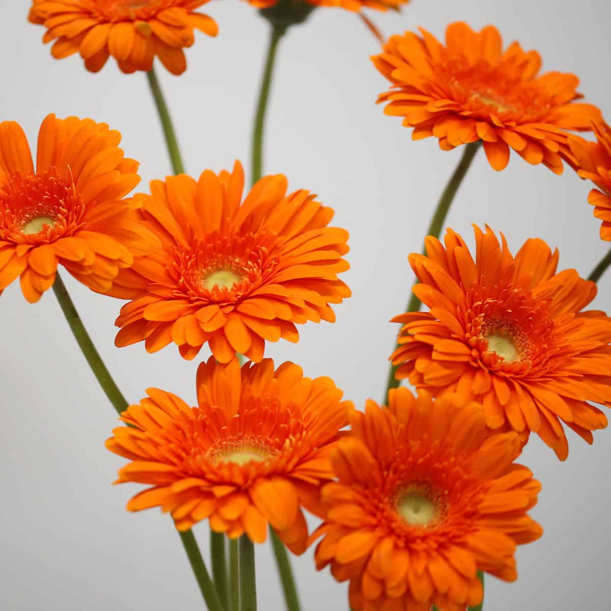 Close-up of Gerbera Eureka orange gerbera flowers
