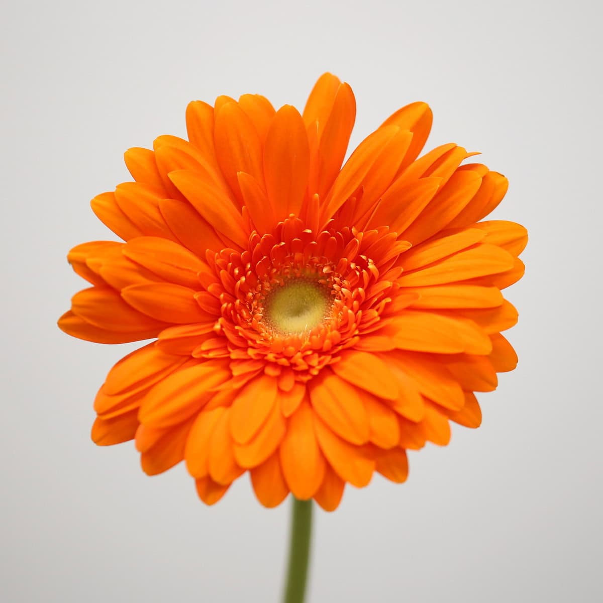 Close-up of a Gerbera Eureka orange gerbera bloom