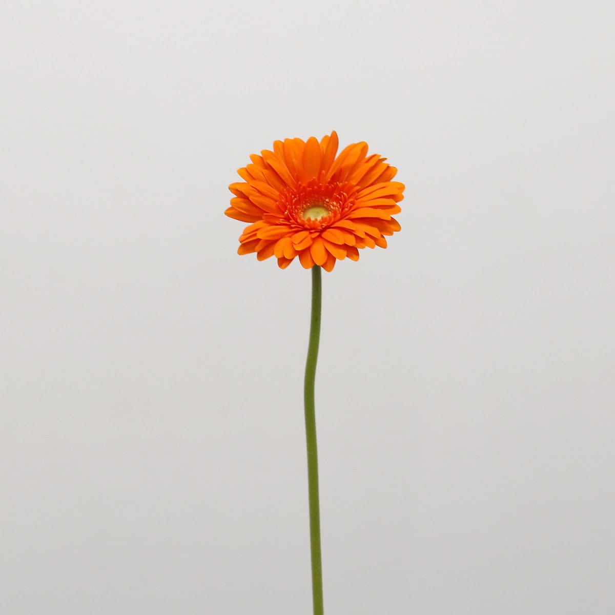 Single stem of a Gerbera Eureka orange gerbera daisy