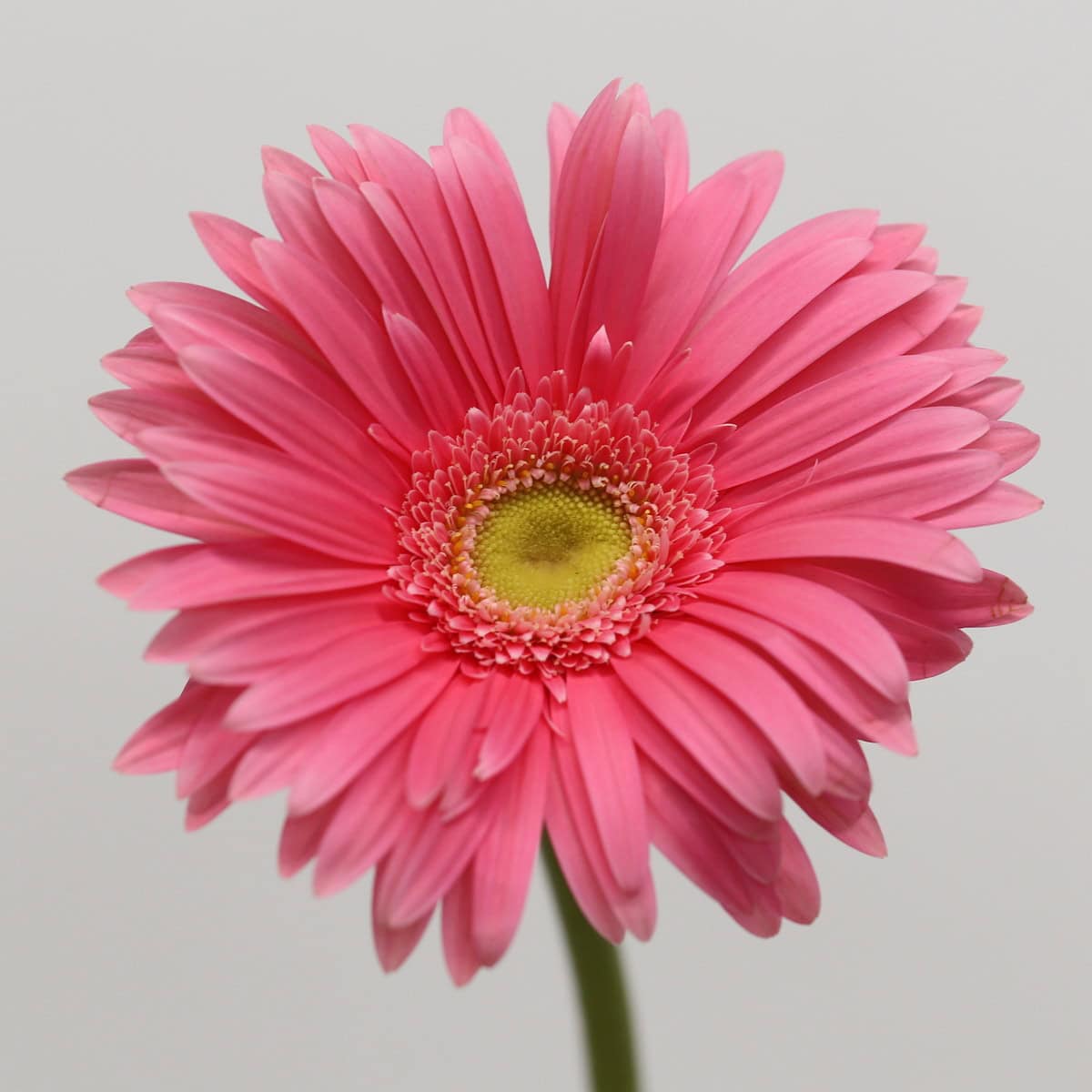 Gerbera Izza pink bulk gerbera flower close-up
