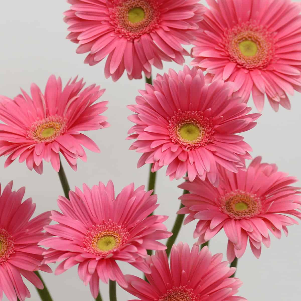 Gerbera Izza pink gerberas floral arrangement