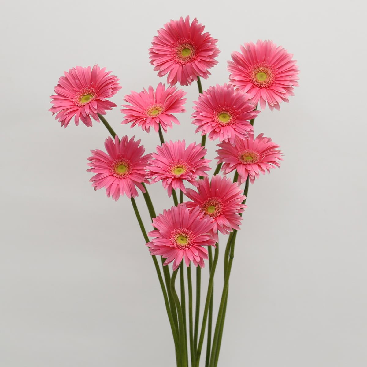 Gerbera Izza