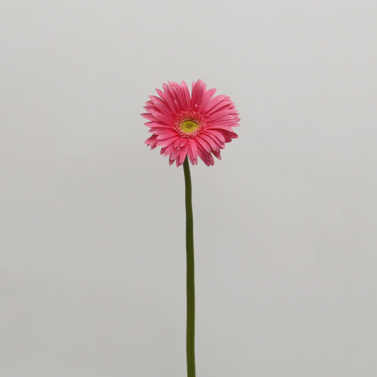Single Gerbera Izza pink gerbera flower