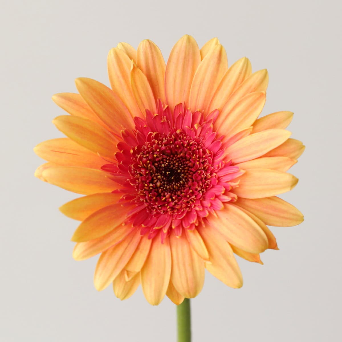 Close-up of Gerbera Julia flower showing peach petals and vibrant coral-pink center.