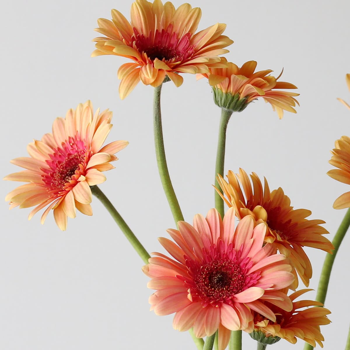 Cluster of Gerbera Julia flowers with peach petals and coral-pink centers.