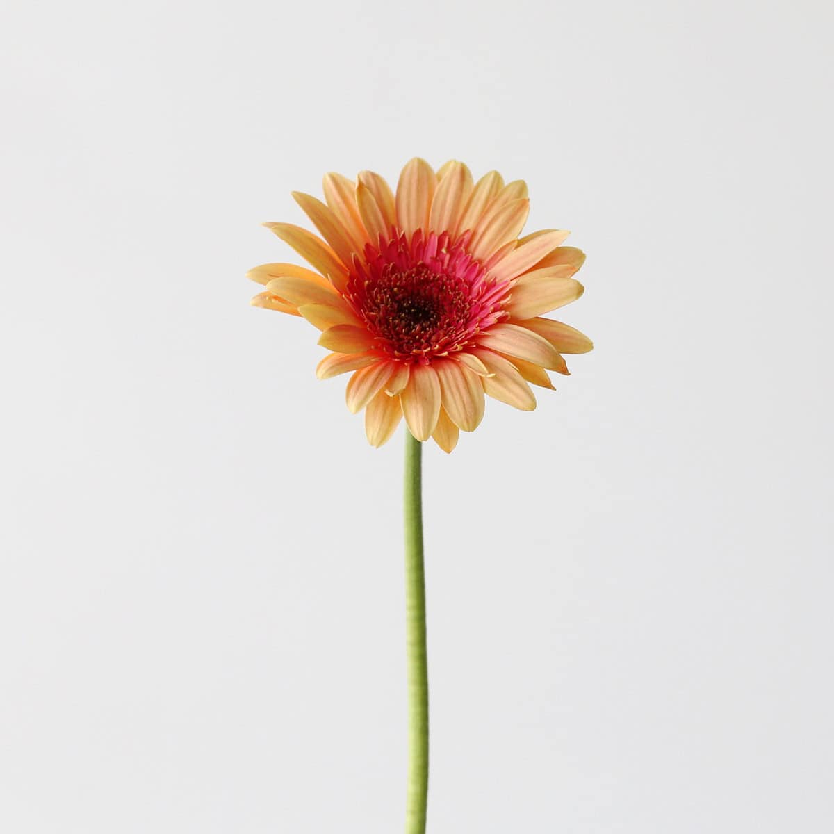 Single stem of Gerbera Julia featuring soft peach petals with a vibrant coral-pink center.
