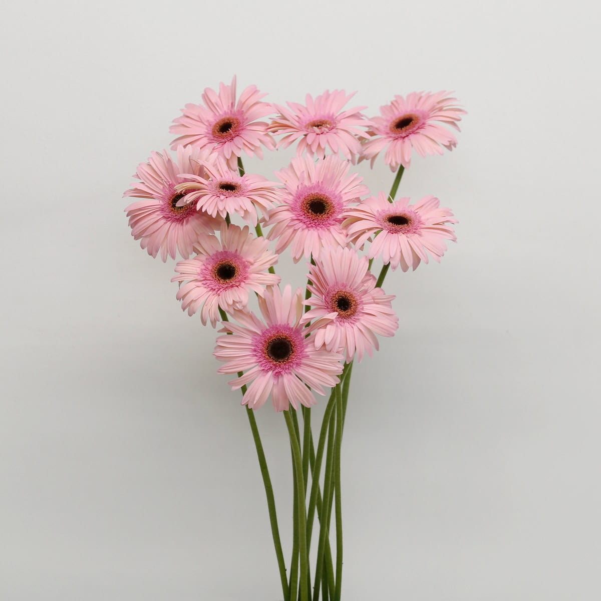 Gerbera Monroe