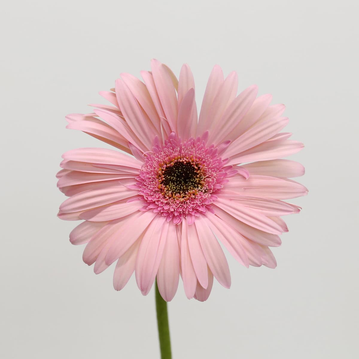 Close-up of a Gerbera Monroe flower with soft light pink petals and dark center.
