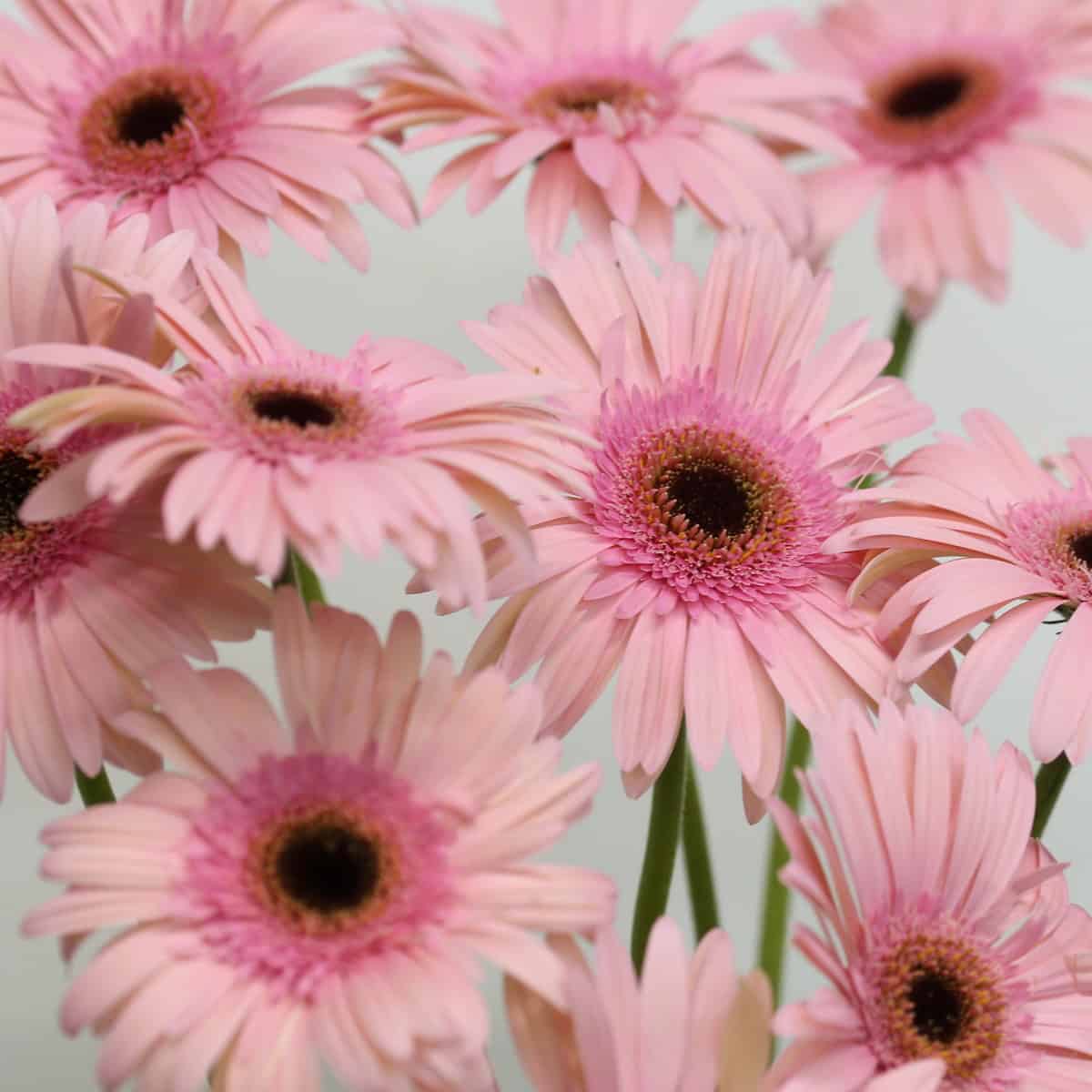 Cluster of Gerbera Monroe flowers with soft pastel pink blooms.