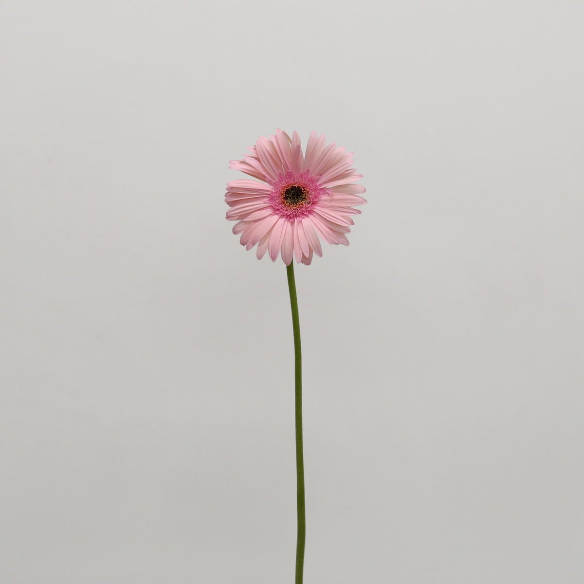 Single stem of Gerbera Monroe featuring soft light pink petals and a dark center.