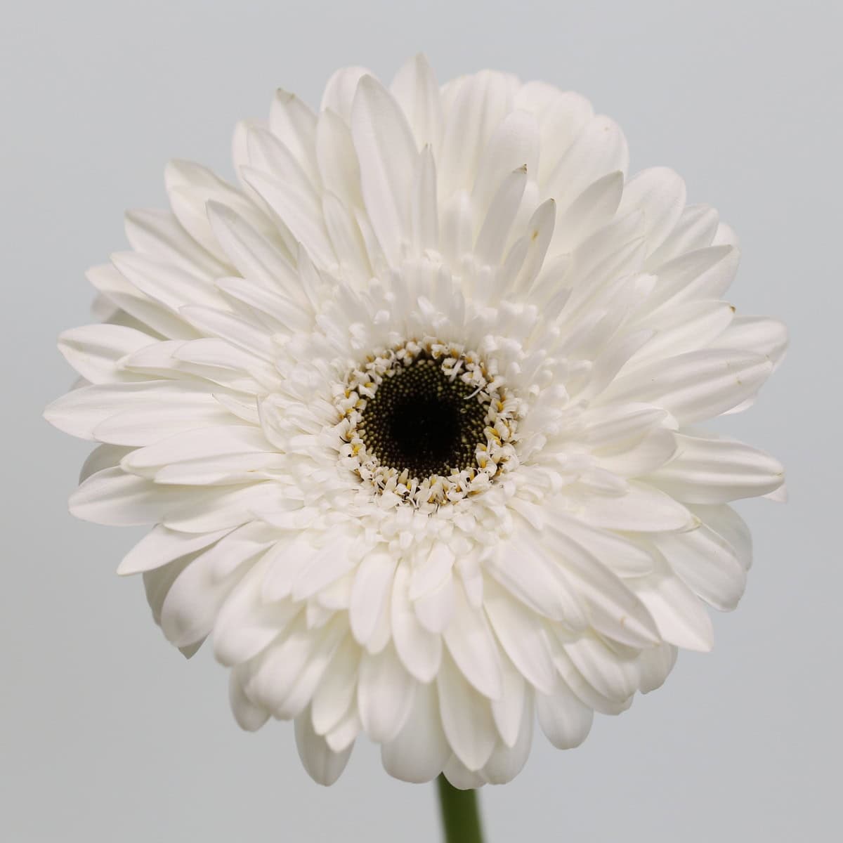 Gerbera Orca hover