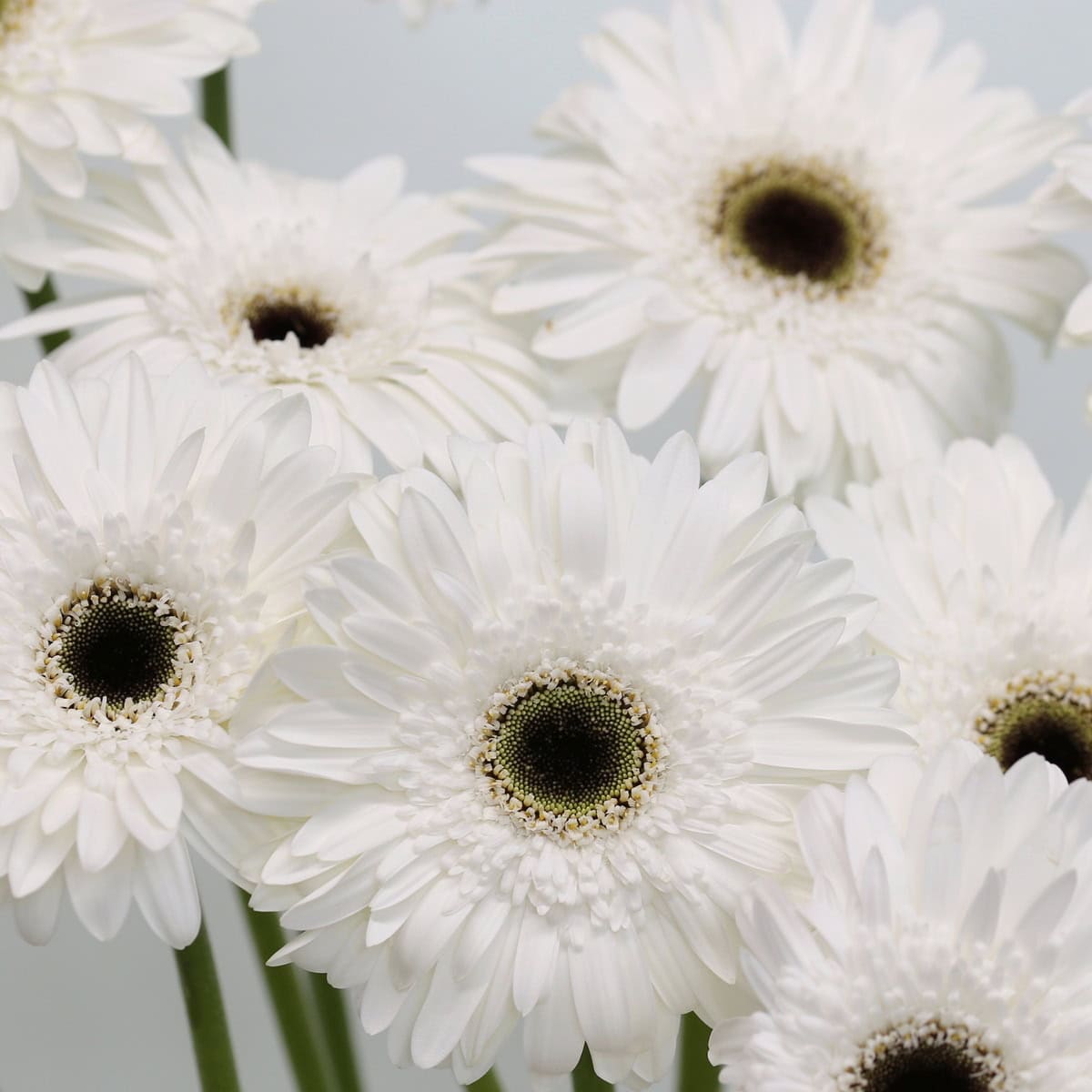 Cluster of Gerbera Orca flowers with white petals and dark centers.