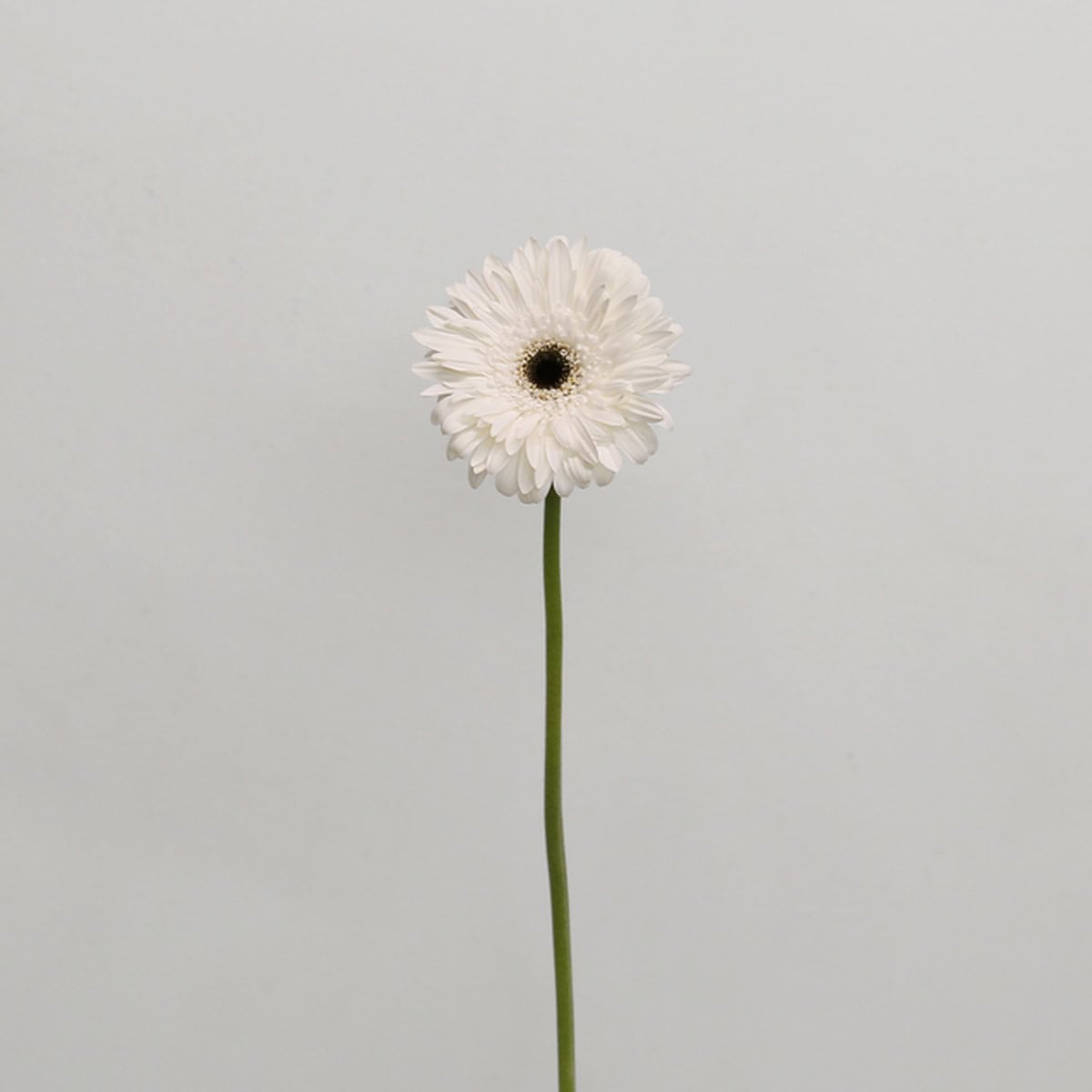 Single stem of Gerbera Orca featuring crisp white petals and a dark center.