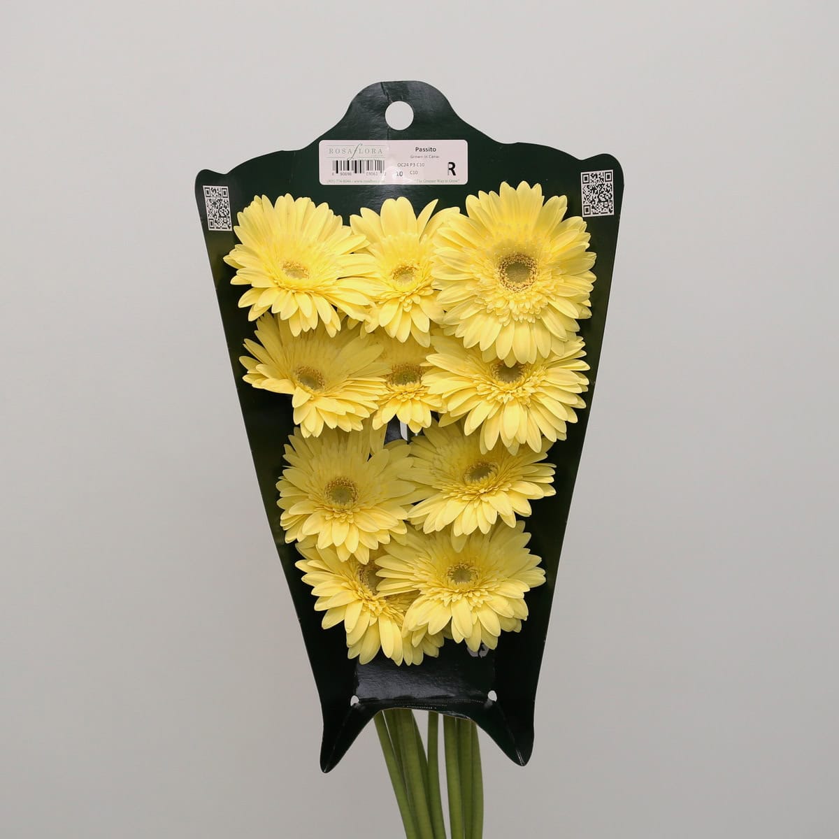 Bunch of 10 pale yellow Gerbera Passito flowers fresh from the farm.