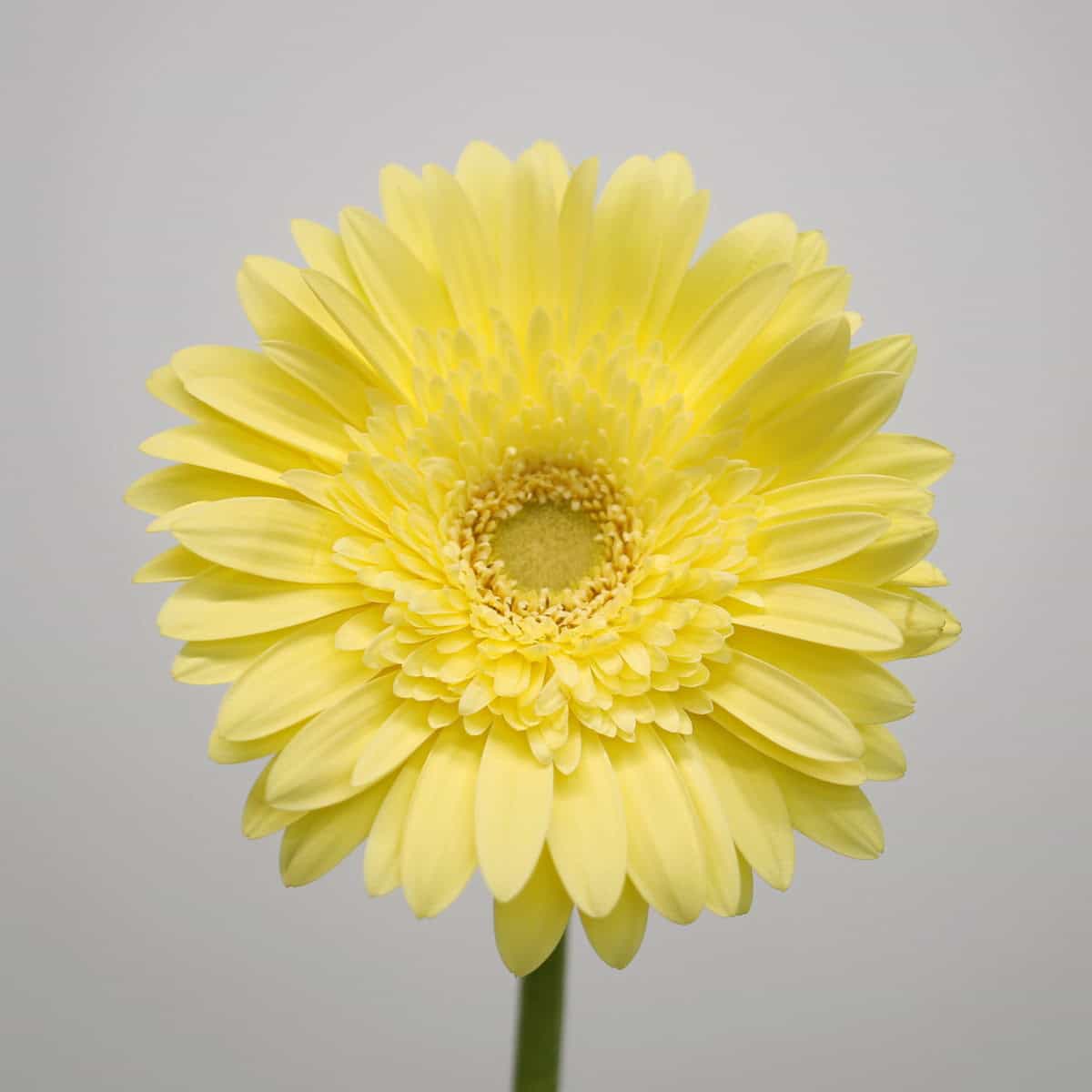 Close-up of a pale yellow Gerbera Passito bloom.
