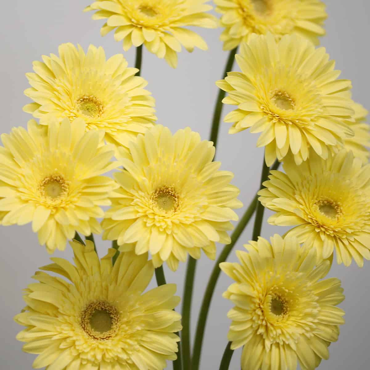 Close-up of soft pale yellow Gerbera Passito flowers.