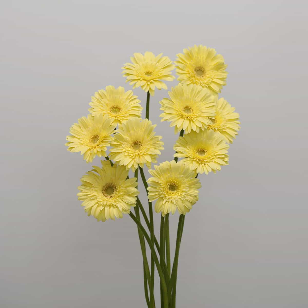 Several pale yellow Gerbera Passito flowers arranged together.