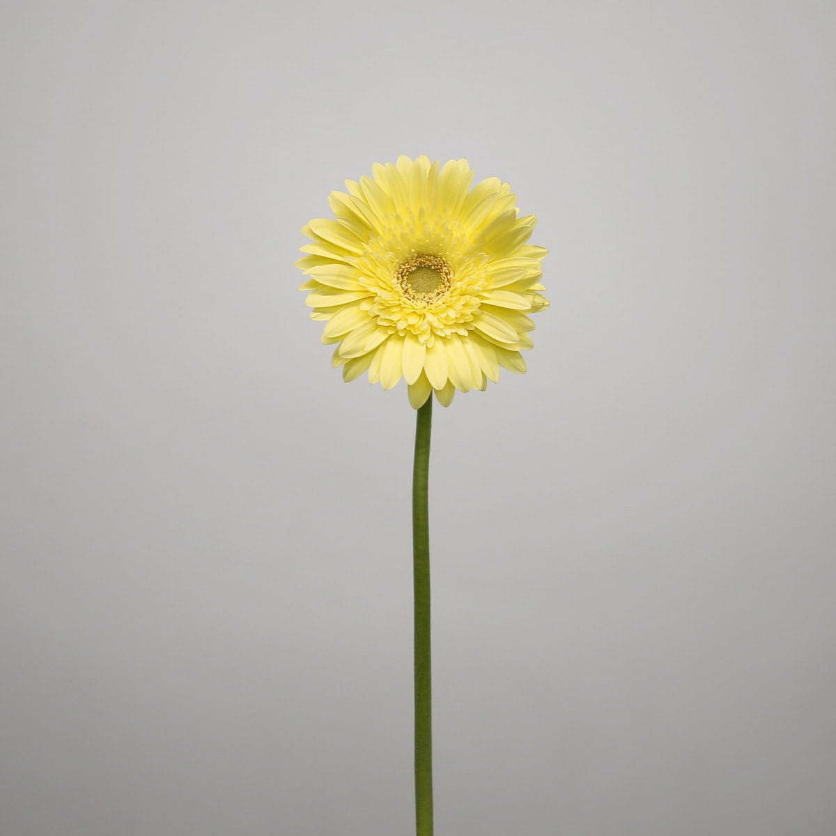 Single stem of a pale yellow Gerbera Passito flower.