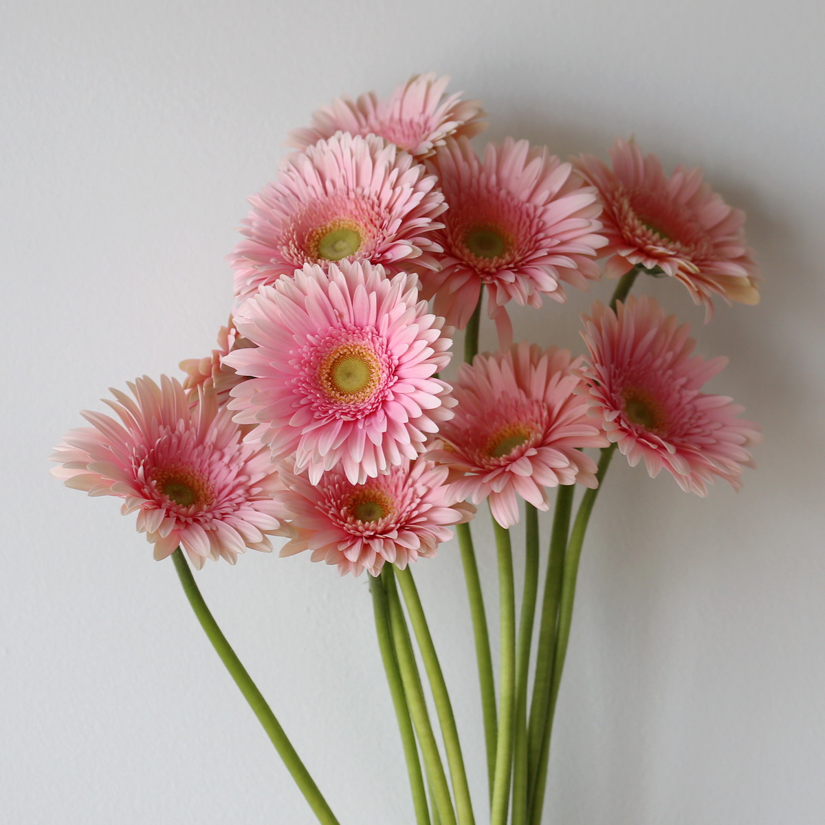 Bunch of soft blush pink Gerbera Romella flowers.