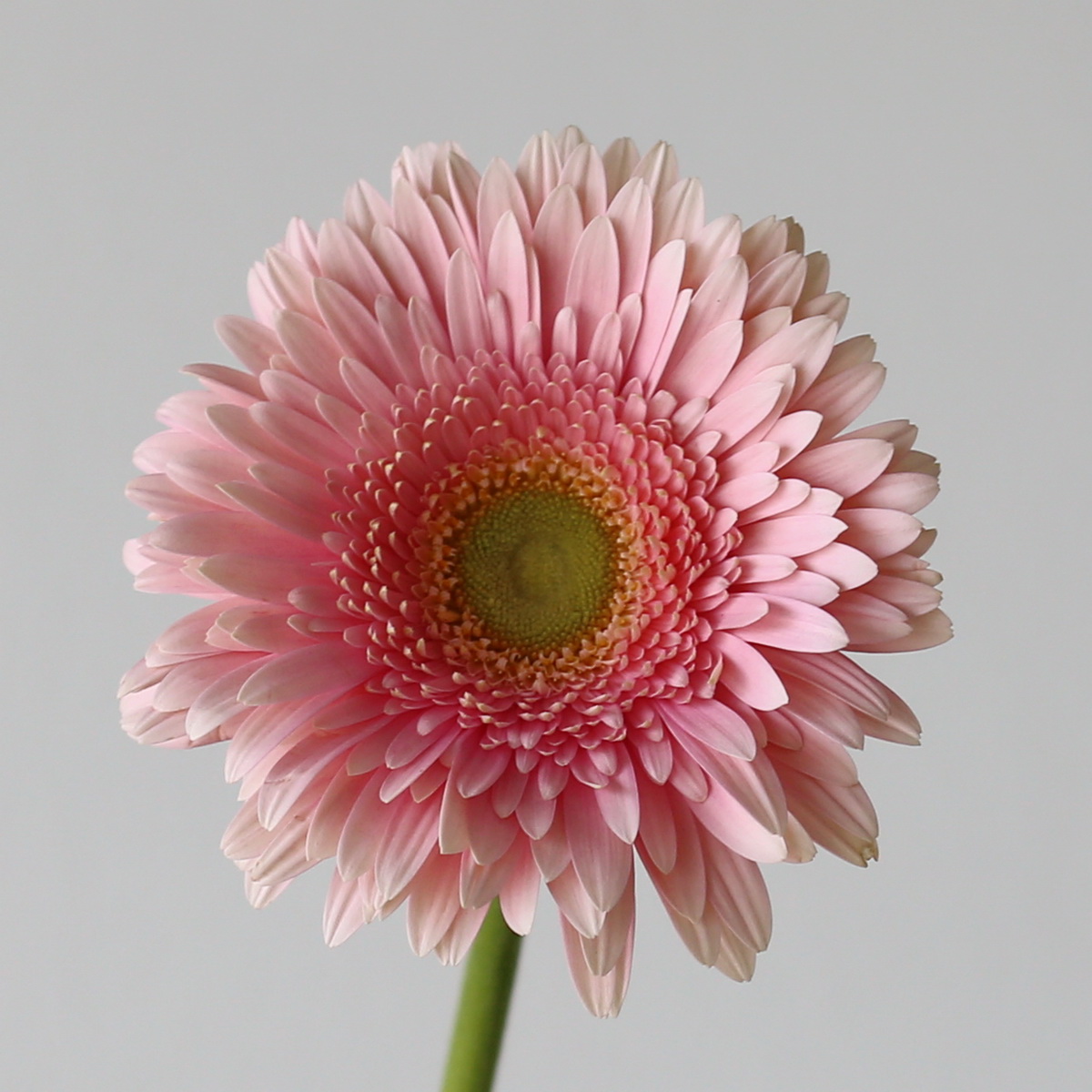 Close-up of a Gerbera Romella flower.