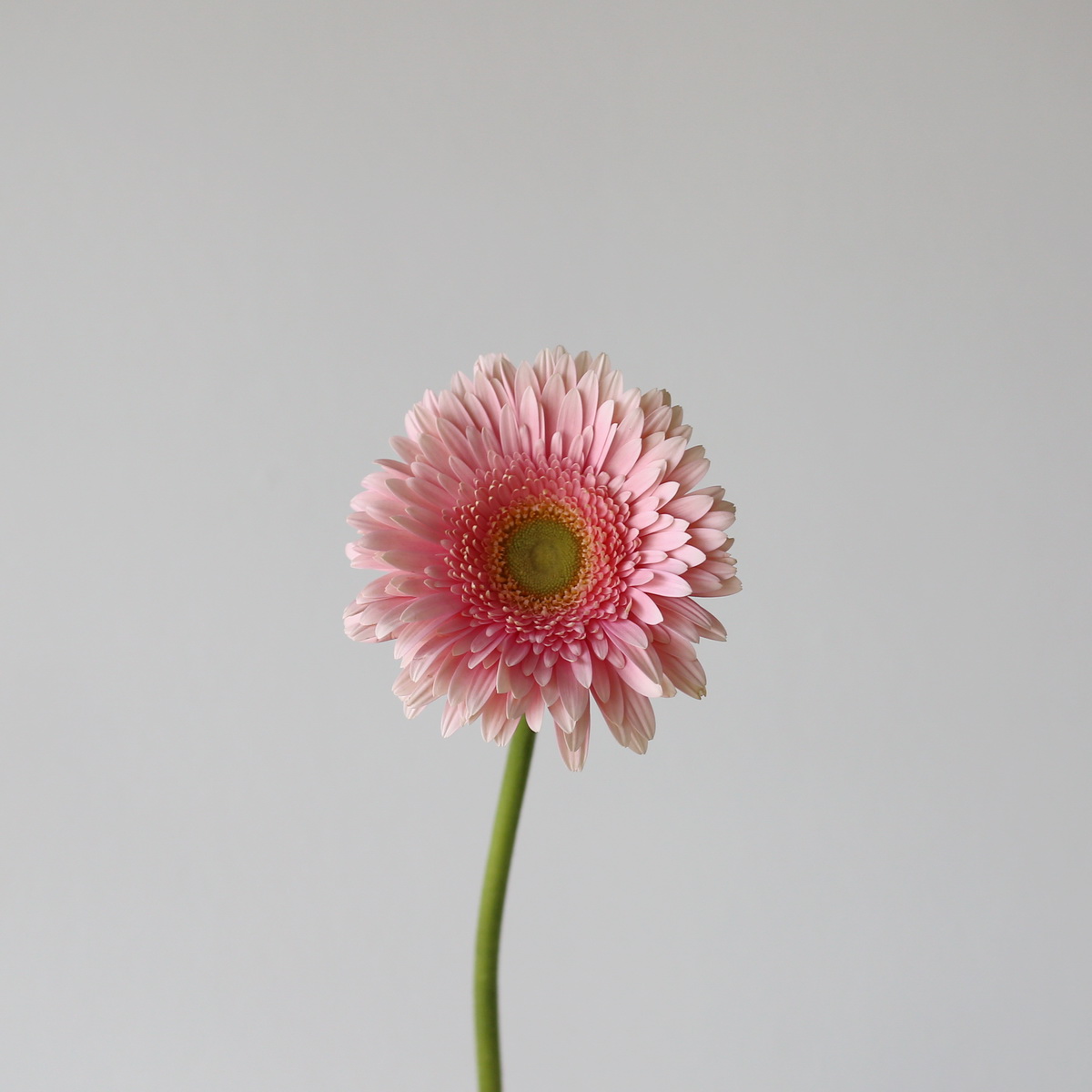 Single stem of Gerbera Romella.