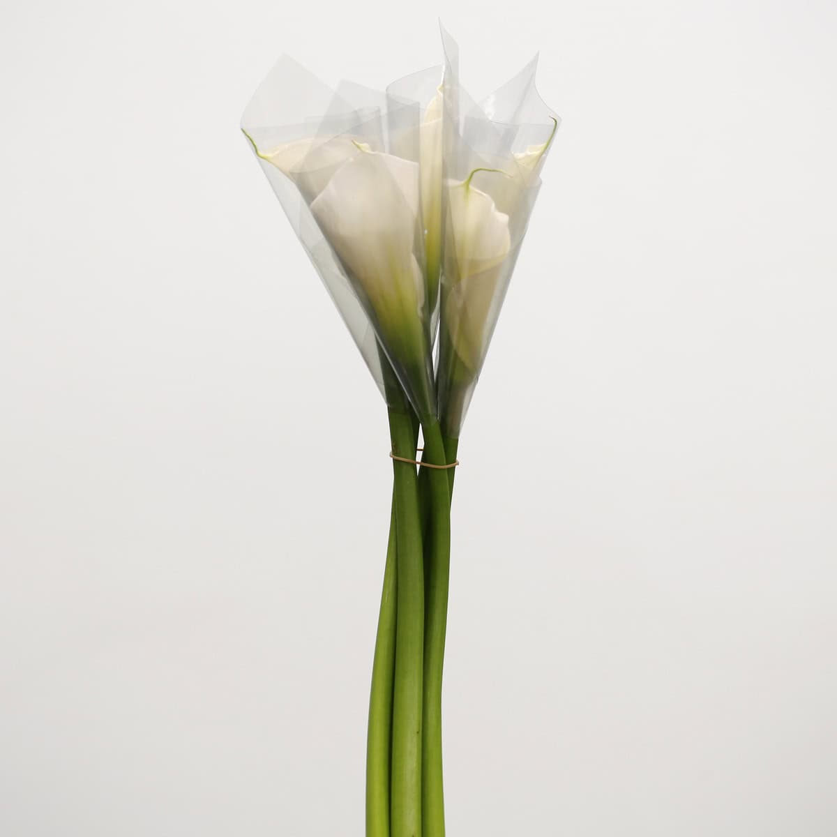 Bunch of open cut white calla lilies ready for floral arrangements